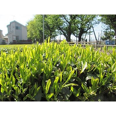 ふるさと納税 武蔵村山市 【地域ブランド】自家製 東京狭山茶セット |  | 01