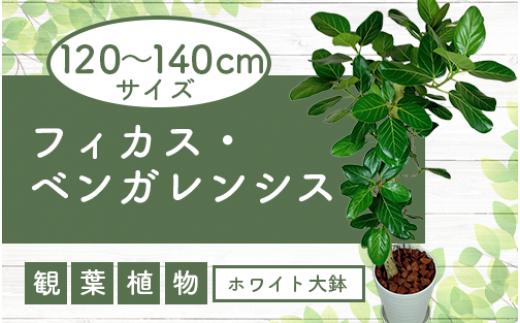 2025年3月中旬～発送【観葉植物】フィカス・ベンガレンシス 一本立ち ホワイト大鉢120cm～140cm(T&P/110-1459) 観葉植物 植物 鉢付 インテリア 室内 オフィス おしゃれ プレゼント ギフト 開店祝い 移転祝い マイナスイオン【配送不可地域：北海道・沖縄県・離島】