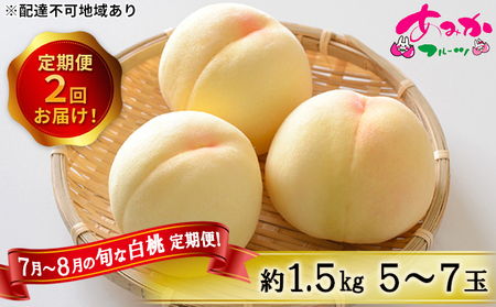 桃 2回 定期便 先行予約 7月～8月 の旬な 白桃 約1.5kg 5～7玉 もも モモ 桃