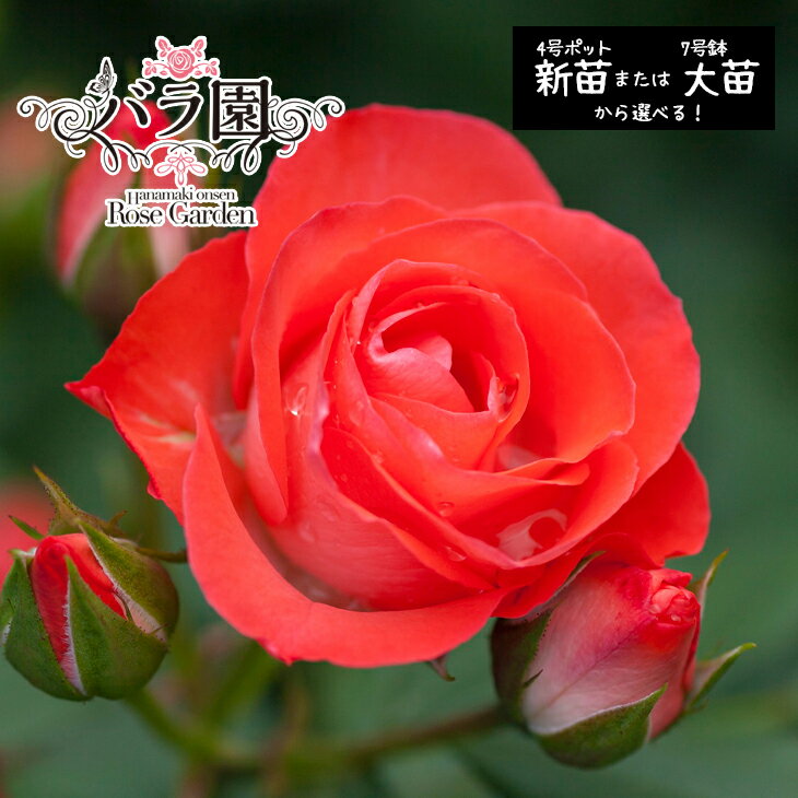 【ふるさと納税】花巻温泉バラ園 オリジナル品種「花巻おとめ80」 ＜選べる！新苗（6～7月発送）or 大苗（3～10月発送）＞ 薔薇