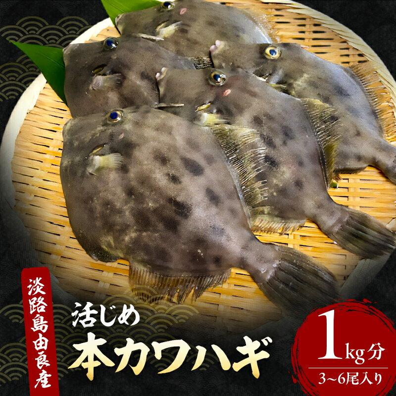 【ふるさと納税】本カワハギ3～6尾入り1kg分 9月～1月配送（淡路島由良産/活じめ/下処理済み） 海鮮 鮮魚 兵庫県 洲本市 淡路島 　お届け：2025年9月初旬～2026年1月下旬