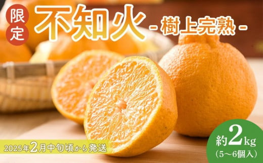 【限定】 不知火 樹上完熟 約2kg （5～6個入）【2025年2月中旬頃から発送】【KG6】