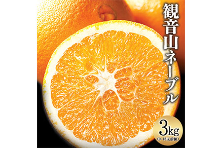 観音山ネーブル 3kg (約9玉-18玉前後) 有限会社柑香園《2月中旬-3月中旬頃出荷》和歌山県 紀の川市 フルーツ 果物 柑橘 ネーブル