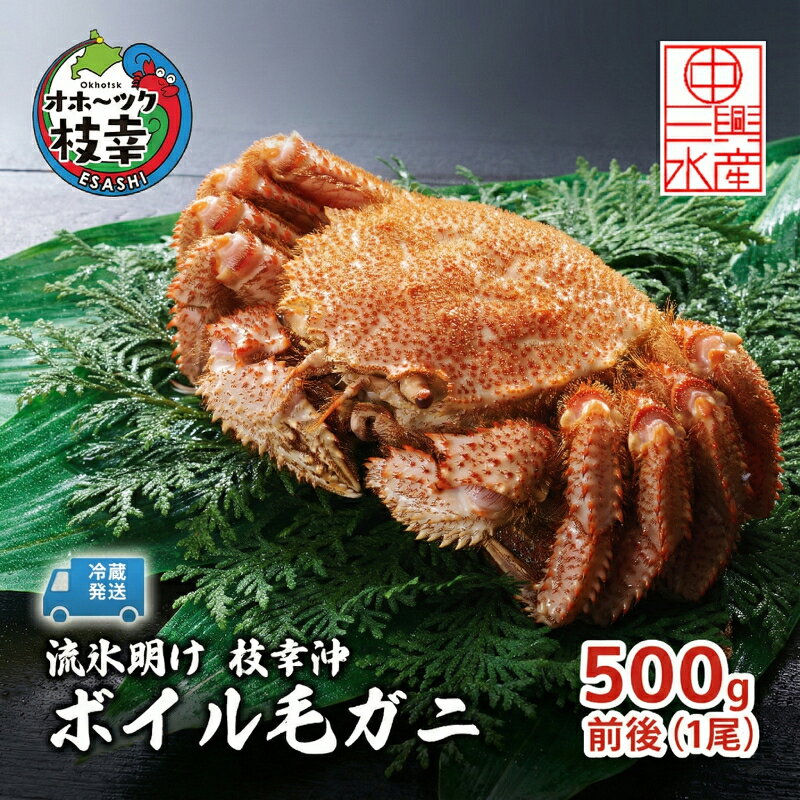 【ふるさと納税】〈冷蔵発送〉流氷明け 枝幸沖 ボイル毛ガニ 500g前後×1尾 先行予約【2027年3月頃発送予定】旬の味覚［丸中三興水産］オホーツク枝幸 前浜【 蟹 魚介 北海道 枝幸 】　お届け：2027年3月中旬～3月下旬※気候や漁獲状況により大幅に変わるため目安です。