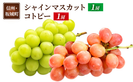 ぶどう詰合せ シャインマスカット コトピー 長野県産 ぶどう詰合せ【各1房】