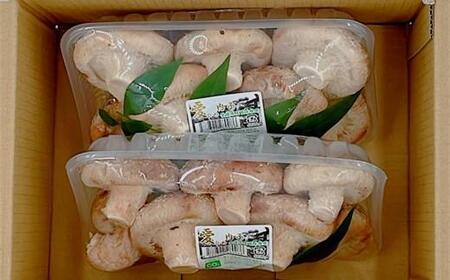 内子町産 生しいたけ（菌床栽培）約240g×2パック【野菜 やさい 食品 人気 おすすめ 送料無料】