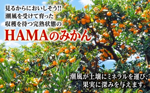 【先行受付】ミネラルを運ぶ潮風に吹かれ甘く育ったみかんを厳選　完熟「HAMAのみかん」　正味約7ｋｇ【39-96】/ みかん ミカン 3kg 5kg 7kg フルーツ 果物  くだもの 柑橘 完熟 産