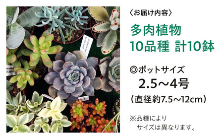 多肉植物 10品種10鉢セット 植物 セット 初心者 育てやすい 多肉植物 三次市/園芸王国パスタイム[APCJ001]
