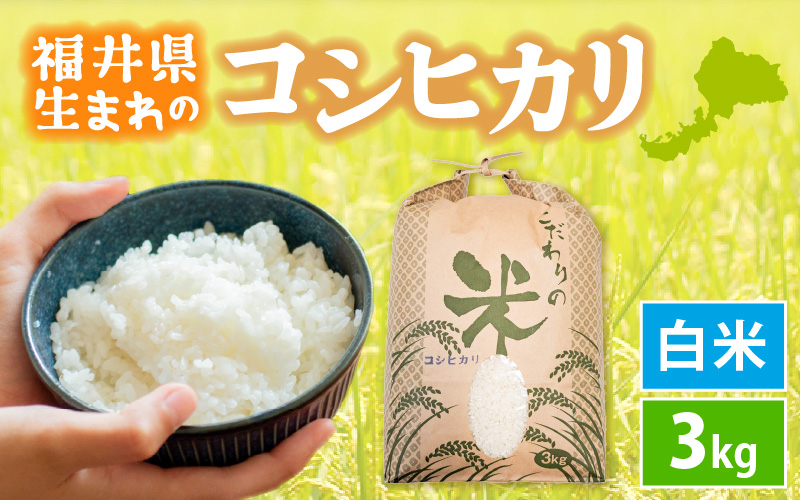 令和7年産 コシヒカリ 3kg 福井県産【白米】【 お米 こめ 米 コメ 精米 こしひかり 3キロ 人気品種】 [e30-a095]