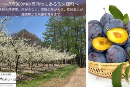 高見澤プルーン園にお任せ！摘みたてプルーン　約2kg×1箱　【限定30箱】〔TA-101〕