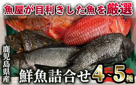 2531 鹿児島県産鮮魚詰合せセット（４～５尾）