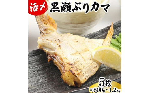 【4月発送】活じめ！黒瀬ぶりカマ（5枚入）（800g～1.2kg前後）