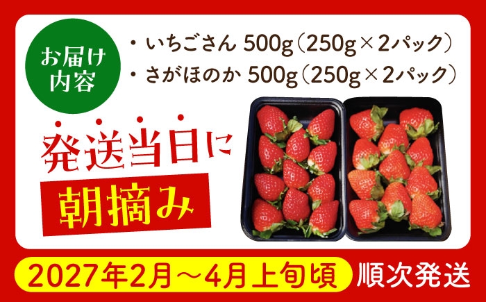 朝摘みいちご1kg ( いちごさん・さがほのか計4パック ) 【むらおか農園】 [HAF020] / いちご 苺 イチゴ 果物