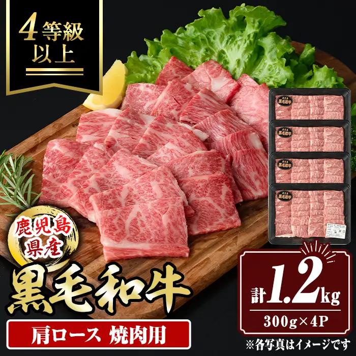 isa882 鹿児島県産黒毛和牛 肩ロース焼肉用(計1.2kg・300g×4P) 4等級以上！ 国産 牛肉 霜降り 国産 牛肉 霜降り 家庭用 冷凍 【サンキョーミート株式会社】