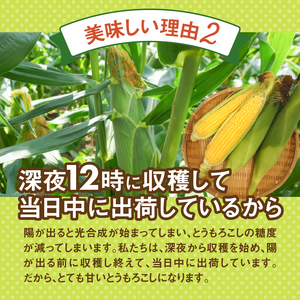 ≪2024年 先行予約≫富士北麓忍野村の気候、水、自然で作られた朝採りトウモロコシ（ゴールドラッシュ）