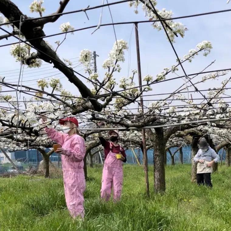 【8月中旬より発送】【数量限定】採れたて完熟甘梨（なし）約3kg（茨城県共通返礼品／かすみがうら市）（FW-11）
