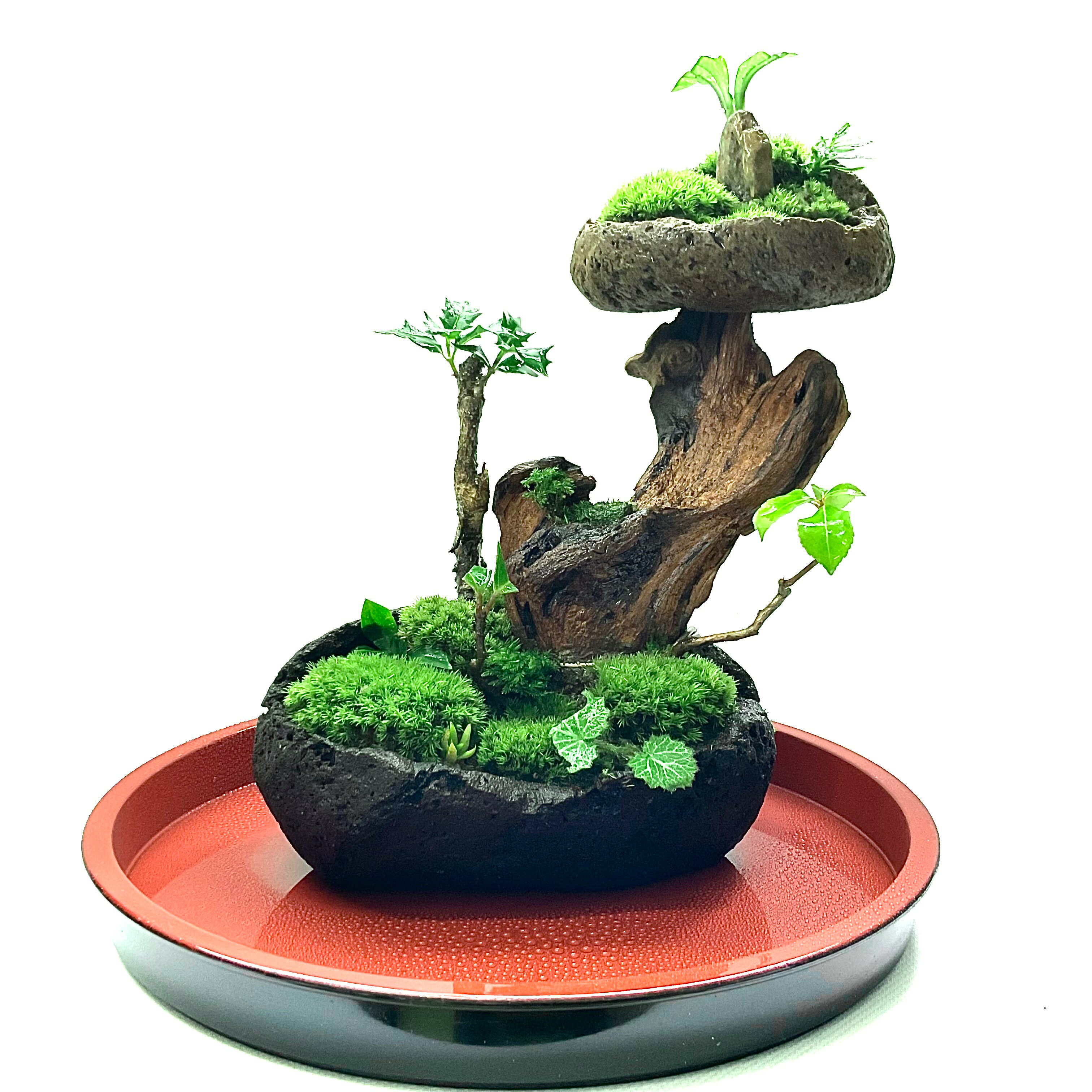 【ふるさと納税】苔盆景 苔盆栽 森の秘境 | 手のひらサイズ インテリア こけ 簡単 初心者 緑 癒し