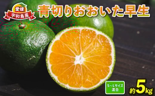 蜜柑 愛媛 極早生 みかん 5kg 先行予約 青切り おおいた 早生 コルレオファーム 極早生みかん mikan 温州みかん うんしゅうみかん 温州 うんしゅう 蜜柑 さっぱり 爽やか 甘味 酸味 美味しい 果物 フルーツ 柑橘 農家直送 産地直送 数量限定 国産 宇和島  B010-145002