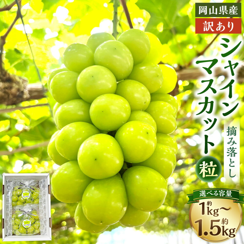 【ふるさと納税】訳あり 家庭用 シャインマスカット 摘み落とし ＜選べる内容量＞1kg以上/ 1.5kg以上 マスカット ぶどう ブドウ 葡萄 グレープ フルーツ 果物 デザート おやつ 種なし 皮ごと 旬 岡山県 美咲町 【2026年9月上旬から10月上旬頃発送予定】
