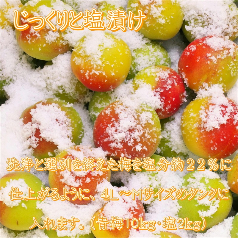 【8019-2】御坊市　紀州南高梅1.5kgの定期便（春・夏・秋・冬）4回