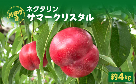 2026年発送 長野市産ネクタリン「サマークリスタル」約4kg 