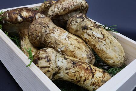 和歌山県産 香り高く希少な国産 松茸 約300g【OKT2】