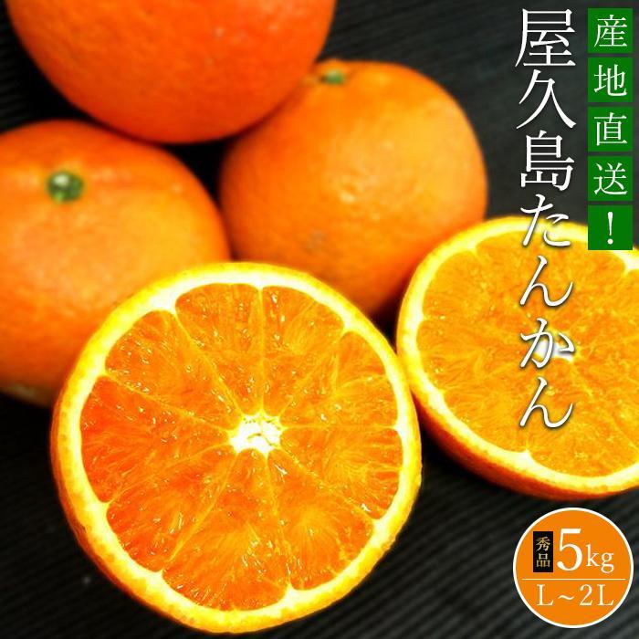 【ふるさと納税】大山果樹園厳選　贈答用 屋久島たんかん 5kg＜秀品L～2L＞ | タンカン 国産 果物 くだもの フルーツ 柑橘 数量限定 期間限定 屋久島町 鹿児島 屋久島 ふるさと 納税 お取り寄せ ご当地 ギフト 贈答用