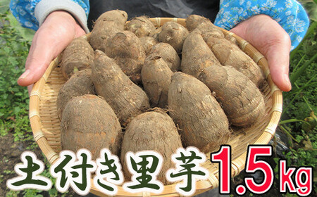 【2025年10月上旬から発送開始予定】 土付き 里芋 約1.5kg  ＜福祉事業所 ポパイの家＞  ／ さといも 里いも サトイモ 土付 野菜 旬 新鮮 期間限定 季節限定 根菜類 根菜 煮物 芋煮 産地直送 岩手県産 八幡平市産 おすすめ オススメ