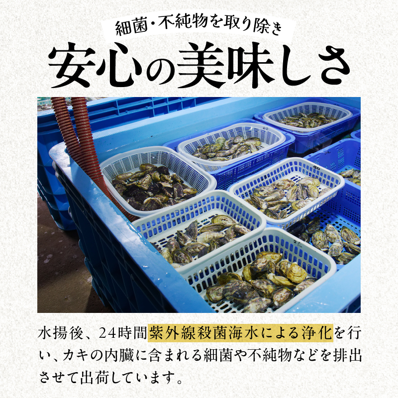CB81-23_数量限定 ブランド 牡蠣 ひとしおオイスター 計20個 魚介 貝 かき 生食用 殻付き 国産 宮崎県産 おかず 食品 ギフト 生牡蠣 海鮮 BBQ 送料無料_イメージ4