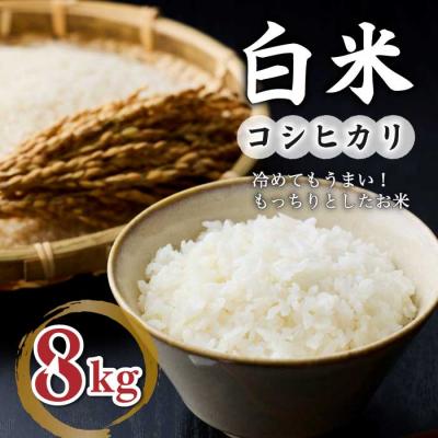 ふるさと納税 東御市 白米8kg(4kg×2袋) 冷めても美味しいコシヒカリ【小田農園】|最短4〜7日程度でお届け
