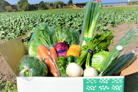 新鮮朝採れ野菜セット【 新鮮野菜 9~11種類 季節 旬 野菜 果物 詰め合せ 国産 おまかせ 葉物 根菜 冷蔵 野菜室 加工品 鳥取県産 季節限定 山菜 加工品】
