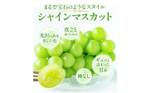 242.【先行予約】 岡山県産 訳あり つる付き シャインマスカット 3房 (530g以上)【配送不可地域あり】 《9月上旬-11月上旬頃に出荷予定(土日祝除く)》 岡山県 矢掛町 マスカット ぶどう