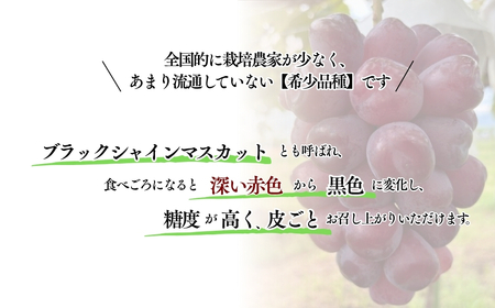 【2026年先行予約】黒いシャインマスカット「富士の輝」 約1kg~約1.2kg|ぶどう ぶどう富士の輝