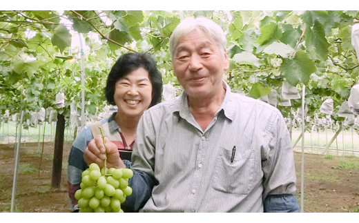  巨峰 約2kg (桜川市・石岡市共通返礼品） 2026年8月下旬発送開始  開田ぶどう園 産地直送 フルーツ 甘い 直送 茨城 限定 ぶどう 巨峰 果物 [DO002sa]