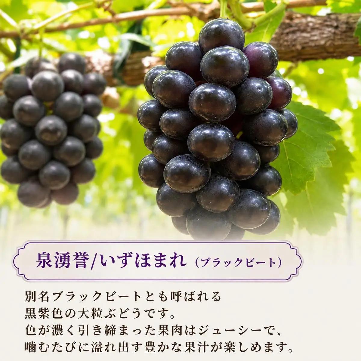 ぶどうセットシャインマスカット泉湧誉 2品種食べ比べ 種なしぶどうセット【5房計2.5kg】【先行予約】