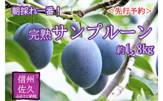 【先行予約】長野県産 サンプルーン 約1.8kg 〈2025年9月3日～25日出荷／ 北海道・沖縄・離島は配送不可＞信州　果物　スモモ　旬彩　期間限定【 フルーツ プルーン 長野県 佐久市 旬彩 】
