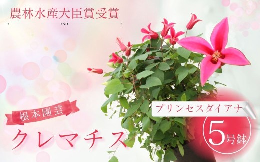 【先行予約】クレマチス プリンセスダイアナ (赤系) 5号鉢 | 花 お花 レッド 赤 5号 花ギフト フラワーギフト 鉢花 鉢植え ギフト プレゼント 贈答 農林水産大臣賞受賞 根本園芸 クレマチス aj002-ab