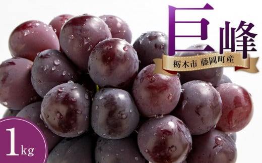 ぶどう 巨峰 栃木市藤岡町産 1kg【フルーツ 果物 くだもの 食品 人気 おすすめ 】