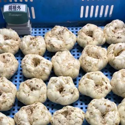 【規格外】十勝幕別 忠類ゆり根 3kg（M～2L）18～30玉［JA忠類］9月～3月発送限定【 北海道 幕別町 忠類 十勝 高級食材 お正月 料理 訳あり 】 野菜 ゆりね 北海道産 ワケあり