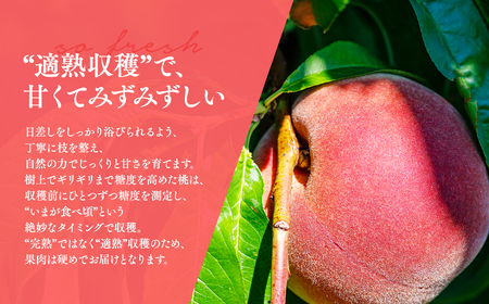 【レビューキャンペーン】【2026年産 先行予約】平川市産川中島白桃 約２㎏(6-8玉[hi-0064-001]