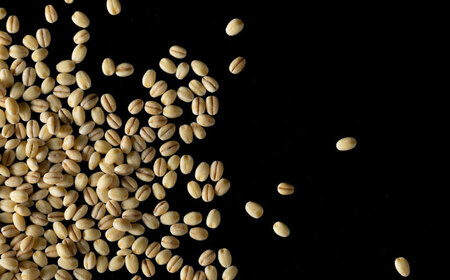 【令和7年度産】【全2回定期便】もち麦（キラリモチ）計4kg（2kg×2回） 【有限会社定松ファーム】[IBV008]