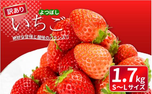 訳あり いちご よつぼし 1.7kg 果物 フルーツ 苺 ストロベリー ケーキ アイス シャーベット ジェラート ゼリー ジュース ジャム スムージー 洋菓子 和菓子 お菓子 おやつ フルーツサンド フルーツ大福 苺大福 不揃い 規格外 家庭用 人気 オススメ お取り寄せ グルメ 徳島県 阿波市 チタチタストロベリーファーム