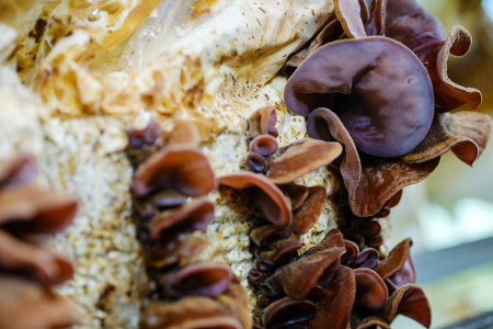 おうちで楽しむ　きくらげ栽培キット　きのこっ家【きのこ きくらげ 木耳 栽培 キット 菌床 1個】