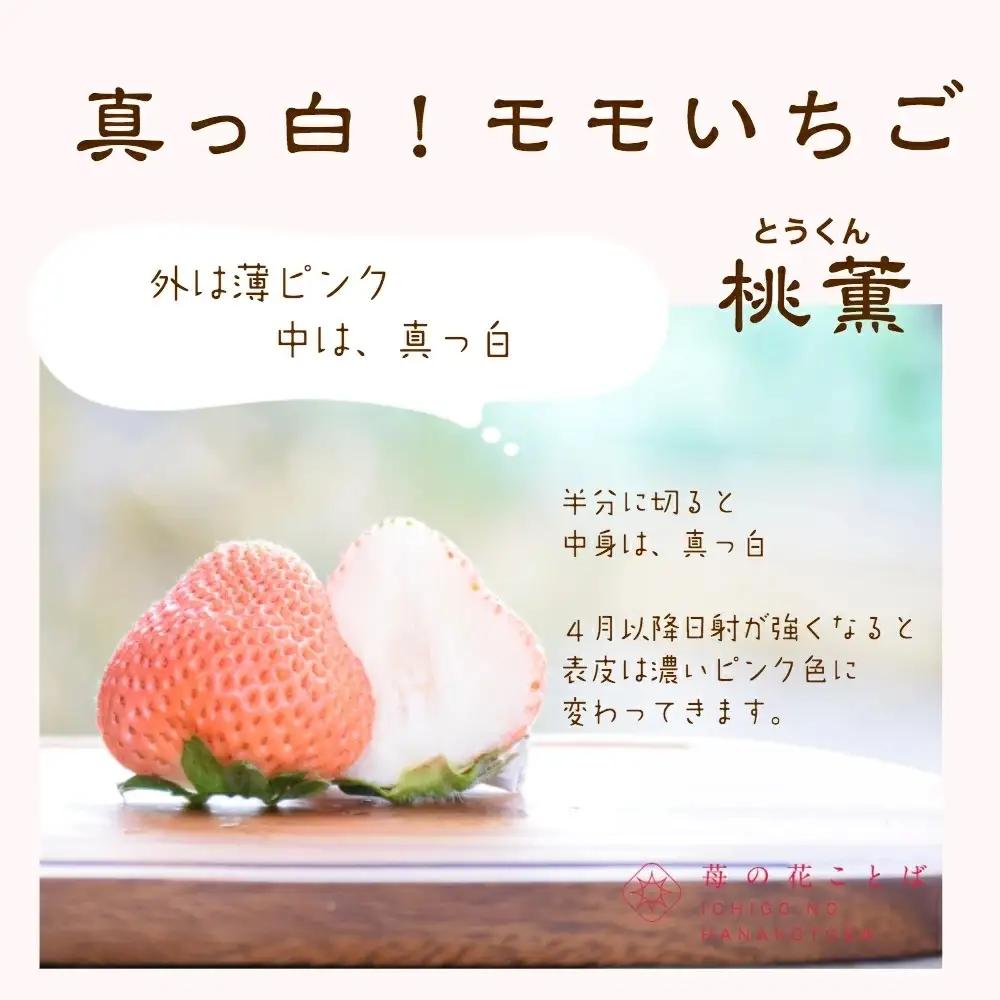 【先行予約】越後姫桃薫 いちご 越後姫 約200g×2P食べ比べ