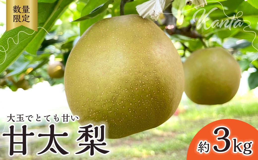 
            梨【2025年先行予約 数量限定】梨 甘太 約3kg | 先行予約 数量限定 梨 フルーツ 高級 産地直送 限定品 贈り物 新鮮 お取り寄せ デザート ギフト 風味豊か 香り 上品 希少価値 珍しい 地域 甘い 限定 果物 果樹 甘太 梨 なし 果物 フルーツ 和梨 旬 日本の梨 ジューシー みずみずしい 高糖度 季節のフルーツ 大玉 埼玉県 久喜市
          