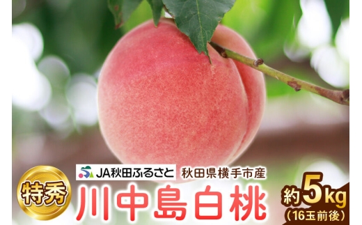 【先行受付】8月中旬より発送 秋田県横手市産 川中島白桃 特秀 16玉前後(約5kg) [先行予約 桃 もも モモ 果物 フルーツ]