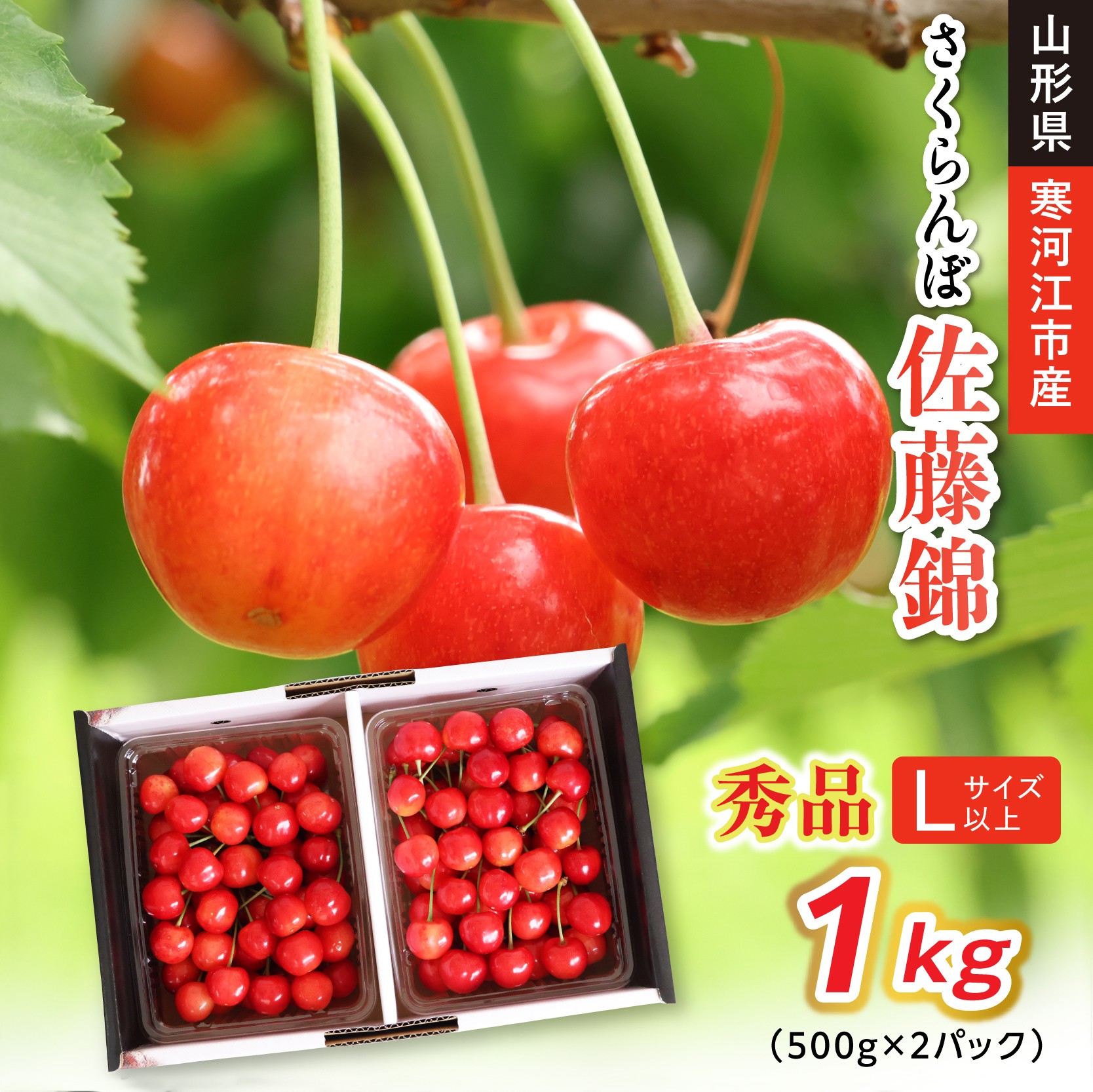 
                  【先行予約】令和8年産 さくらんぼ 佐藤錦 Lサイズ以上 秀品 1kg ( 500g×2パック ) 山形県産【2026年6月上旬頃から下旬頃発送予定】※配送不可 沖縄・離島　030-A-CB002
                
