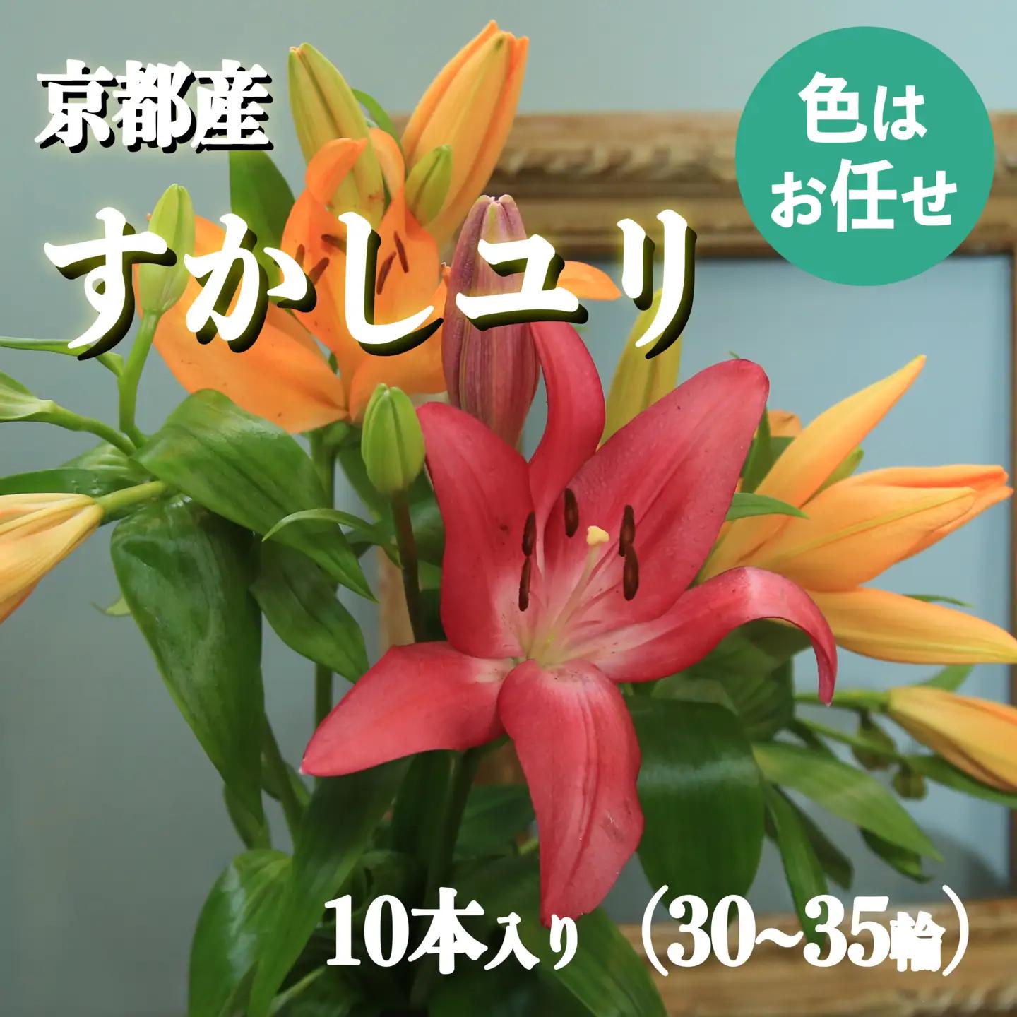 花・ゆり／京都・京丹後すかしユリ　色お任せ10本（30～35輪）（2026年9月下旬～発送）ユリ切花・ユリ花束