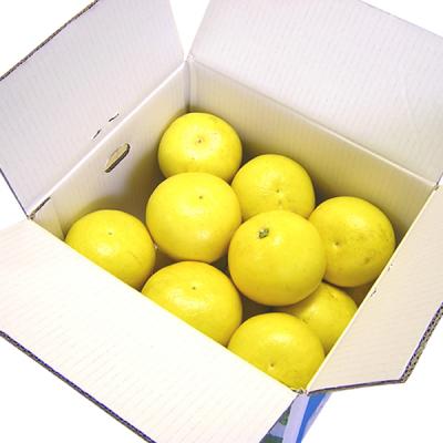 ふるさと納税 高知県 高知の果物定期便(冬〜春)【E06014】 |  | 02