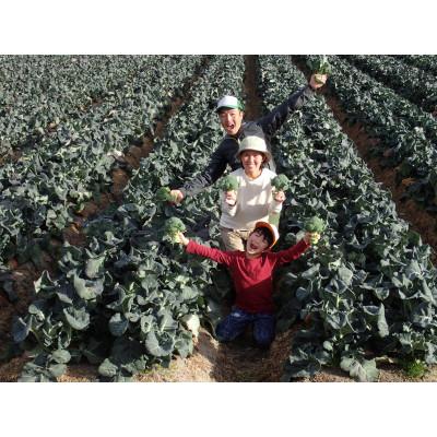 ふるさと納税 高松市 【農家直送】朝どれ新鮮ブロッコリー約4.5kg(16本前後) |  | 03